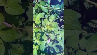大飛揚 大飛揚