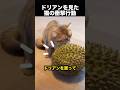 猫はドリアンが好き?意外すぎる真相に驚き!