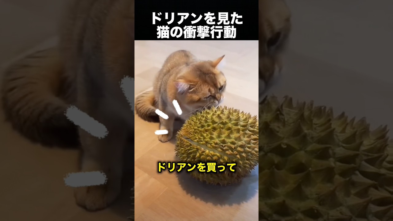 猫はドリアンが好き?意外すぎる真相に驚き!