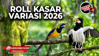 🔴 Live Tembakan 2026 Kasar Jalak Suren Sejalur vs Cucak Cungkok Super Gacor Greja Kunti Jangkrik