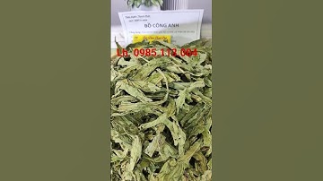 Cây Bồ Công Anh (0985113004)