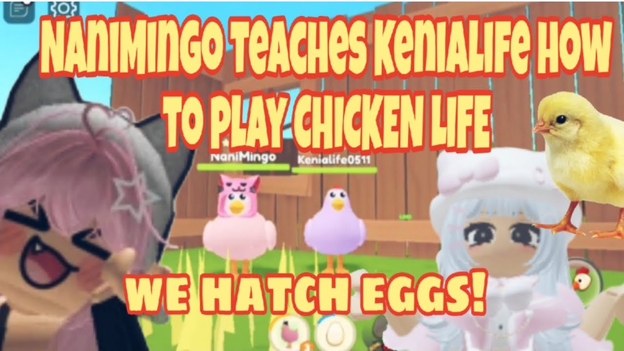 we play chicken life ROBLOX YouTube