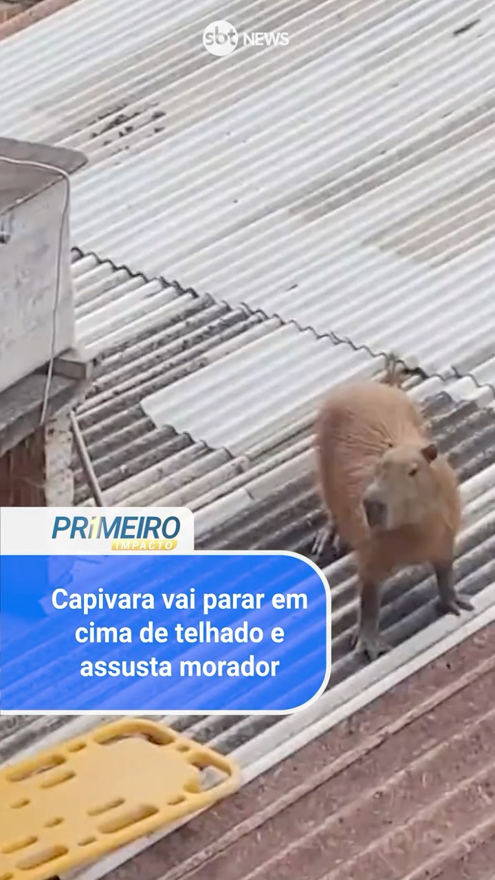Capivara vai parar em cima de telhado e assusta morador