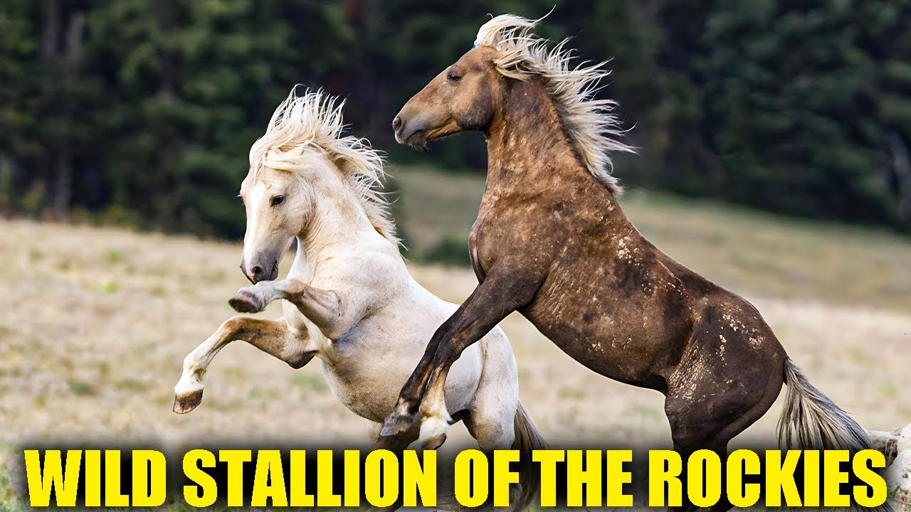 Cloud| Wild Stallion of the Rockies | The Untold Story of America’s Most Famous Wild Horse