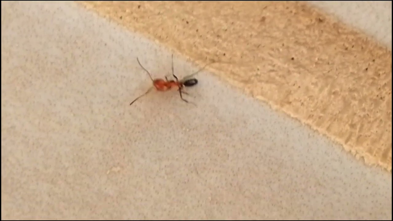 Explore Nature Now EDUCATIONAL Nature Documentaries Wild Ant Red-Black Ant. 