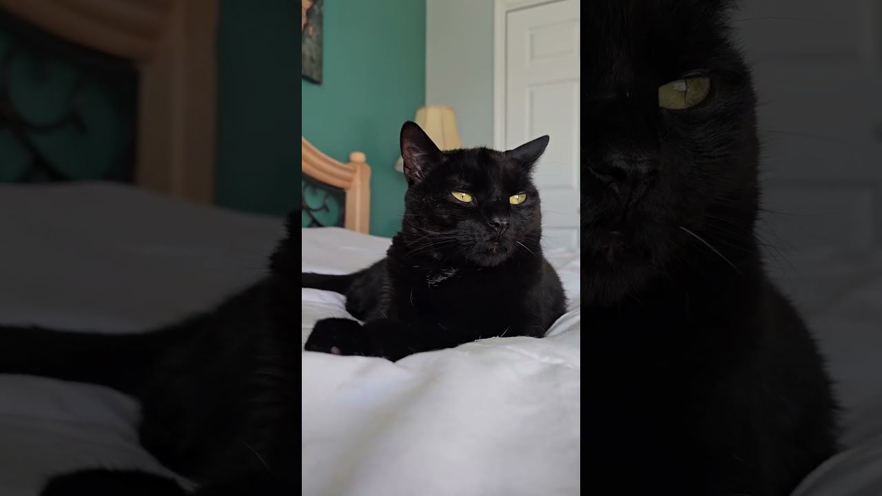 Happy International Cat Day from Binx 🖤🐈‍⬛️