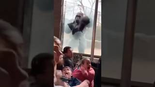 Gorilla smashes zoo glass and escapes — total chaos!