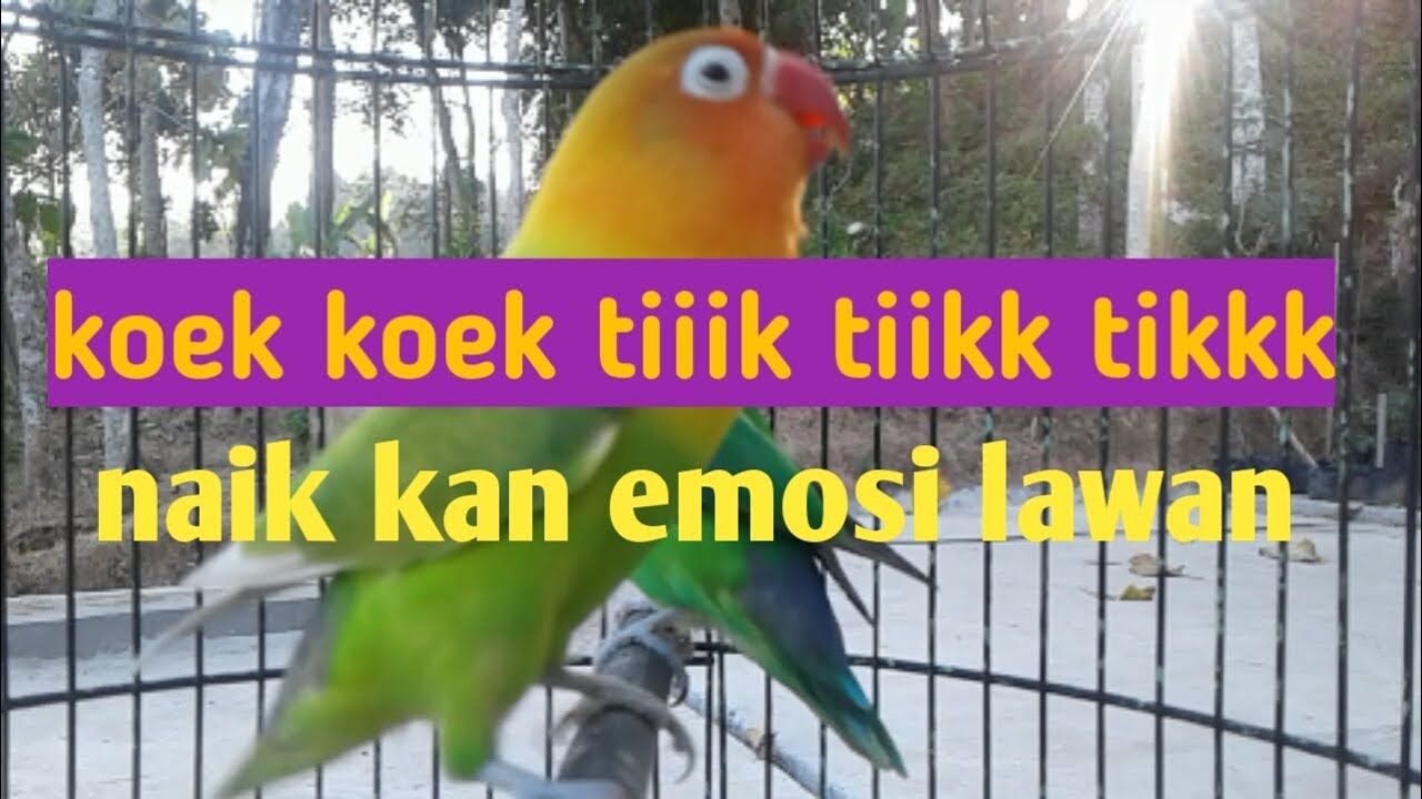 EMOSI TINGGI...!pancingan lovebird TANPA NGEKEK full NGETIK dan KOEK
