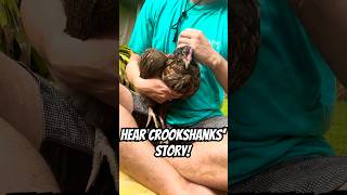 10 Year Old Chicken Watch To Hear Crookshanks Story, Our Head Hen