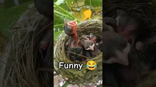 FUNNY VLOG CHIDIYA KA BACCHE #funny #explore  #funnyvlog #shorts #fyp #vlog #princepugthaliy #art