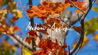 Andrew Applepie - Borders