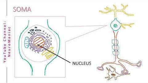 NEUROSCIENCE: STRUCTURE OF NEURON – AXON, DENDRITE, SCHWANN CELL, OLIGODENDROCYTE, NODE OF RANVIER
