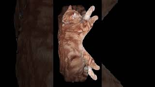 Backflip  #cat #backflip #orangecats #shorts