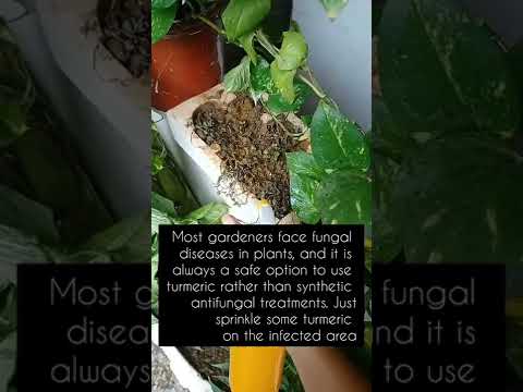 Video: Can You Grow Gurkemeie: Informasjon om dyrking av gurkemeieplanter