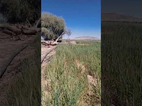 نغم و دارت الايام لام كلثوم قضلا آشترك و اعجاب مع نشر المحتوى 