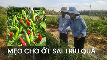CÁCH XỬ LÝ ỚT RA NHIỀU HOA, SAI TRĨU QUẢ