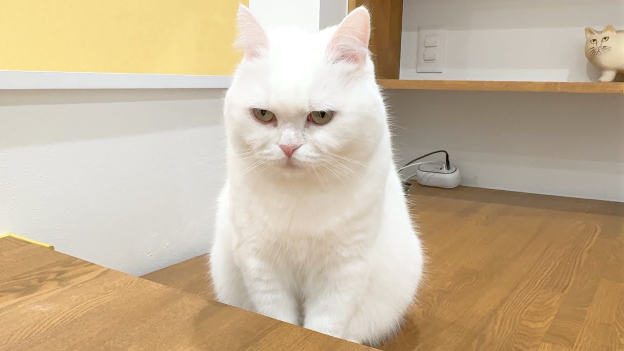 今日は「絶食」ときいて絶望する猫…