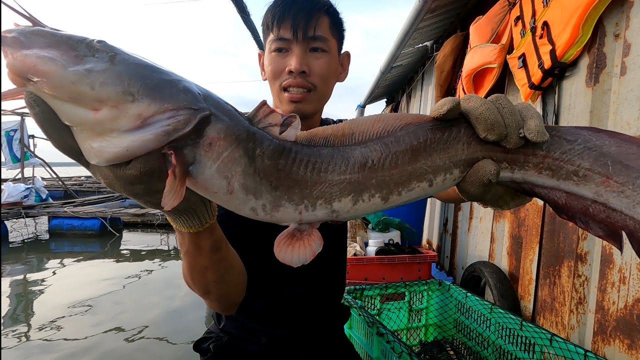 Câu Giăng dính Cá Lớn cặp Cá Ngát quá khủng | GĐCG #1043