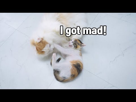 The Incredible Behavior of the Kitten <strong>that</strong> was Beaten by the Boss <strong>Cat</strong>!