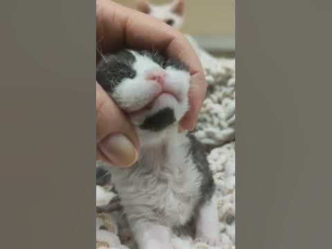 Вот такой классный черный с белым малыш мальчик. - YouTube