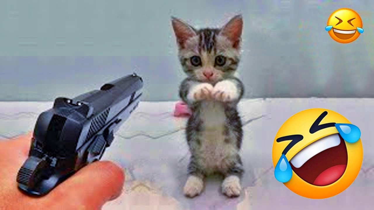 You Laugh You Lose😼Funniest Dogs and Cats 2025😹