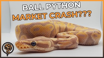 Is the Ball Python Market Crashing?