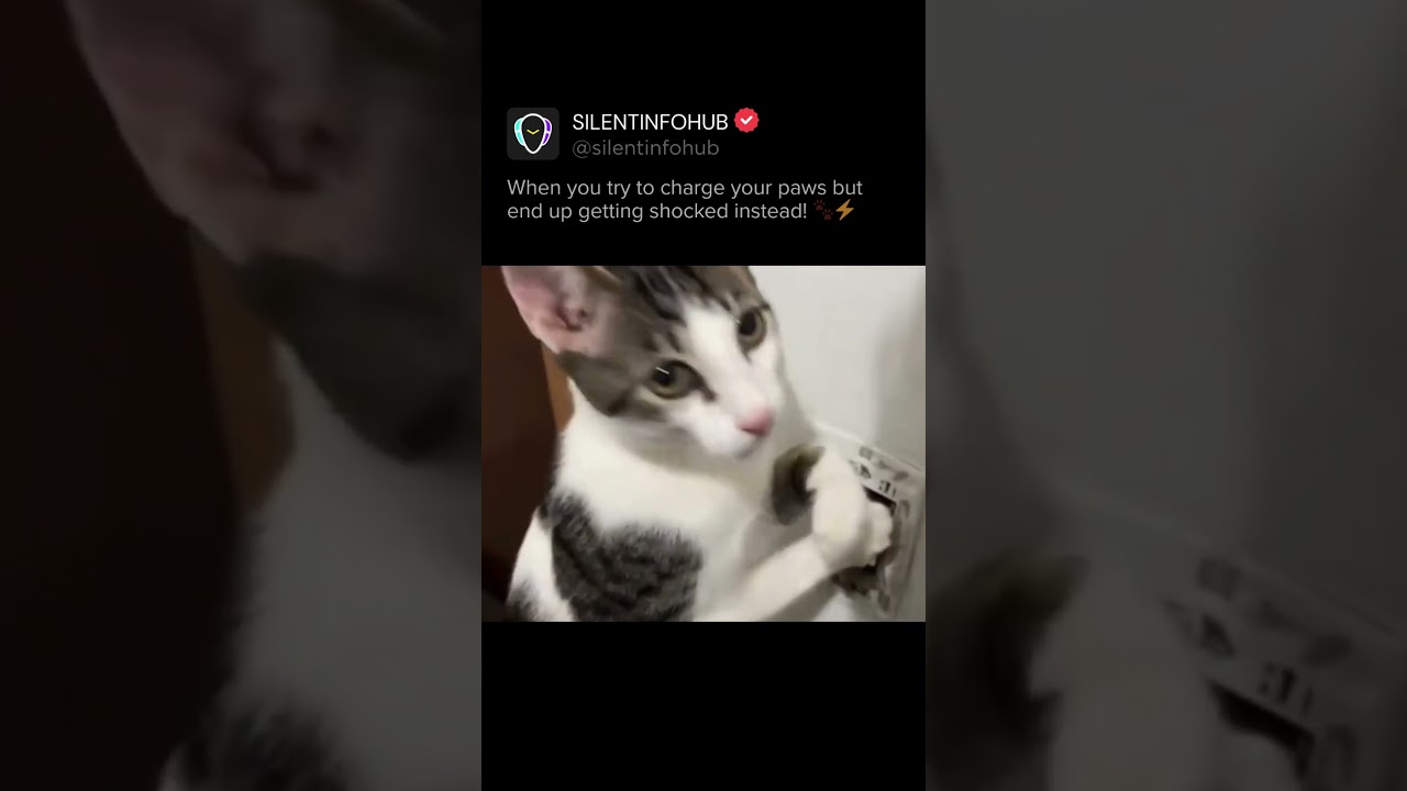 When the cat tries to plug in but gets a shocking surprise! ⚡😂 