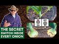 What Makes an Onion Start Bulbing? (It’s Not What You Think)