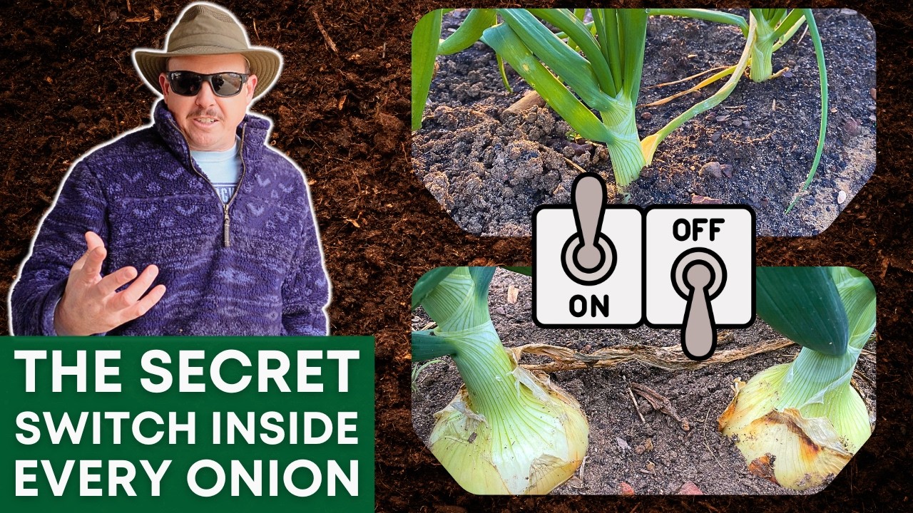 Что заставляет луковицу начать разрастаться? (Это не то, что вы думаете)