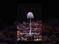 A 30-second timelapse shows a mushroom seed sprouting from the damp ground. #timelapse #mushroom