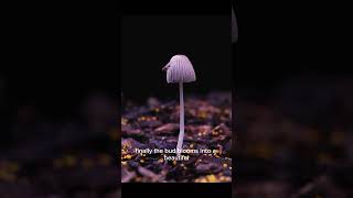 A 30-second timelapse shows a mushroom seed sprouting from the damp ground. #timelapse #mushroom