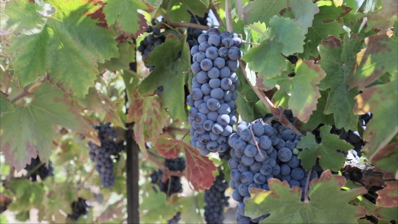 Shenandoah Valley Wineries