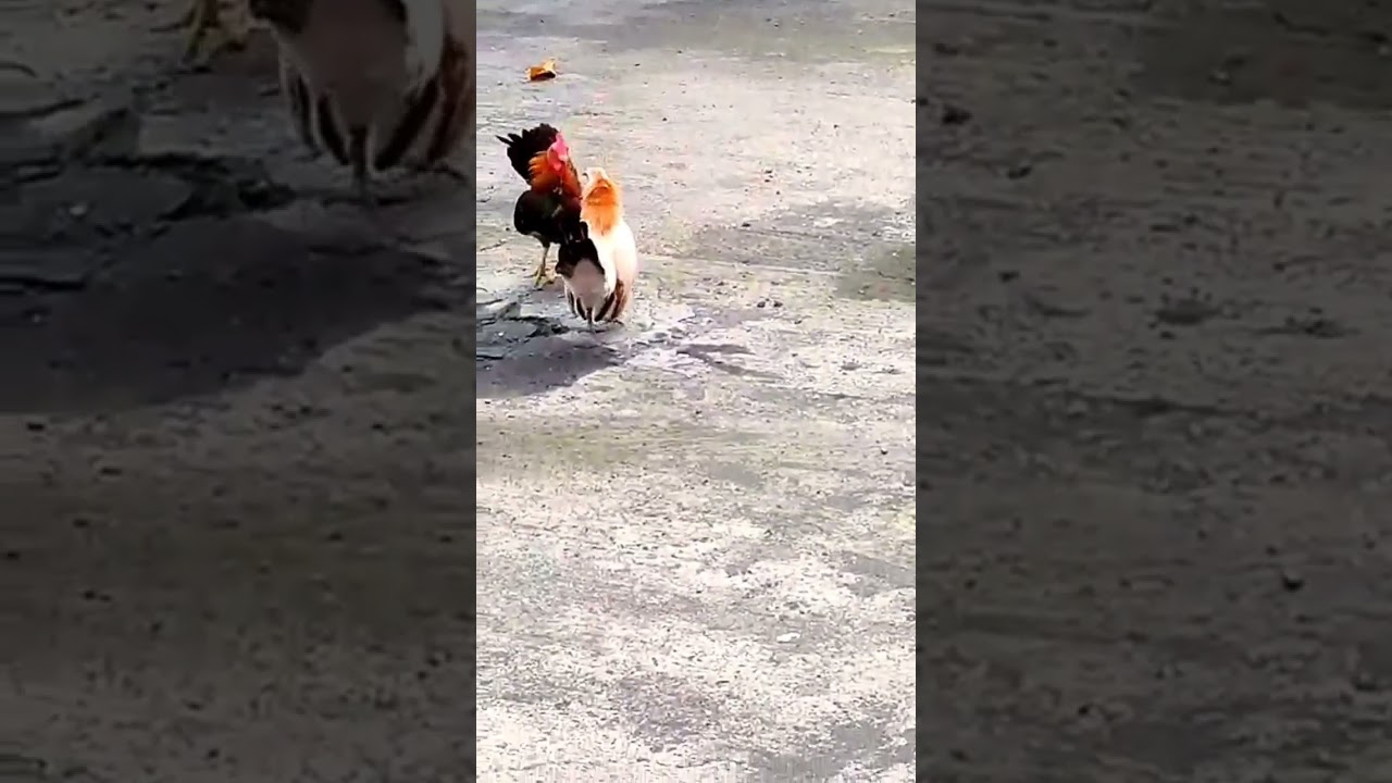 Bantam chicken || sabong || 