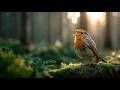 Morning Birds Chirping &amp; Soothing Piano 🐦‍⬛ Forest Symphony for Deep Relaxation (4K)
