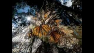 Butterfly. Shark Move