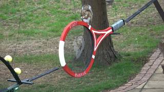 Wimbledon The Scampionships Squirrel Obstacle Course