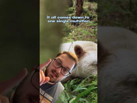 This is actually a Black Bear! #terramatters #bear #canada