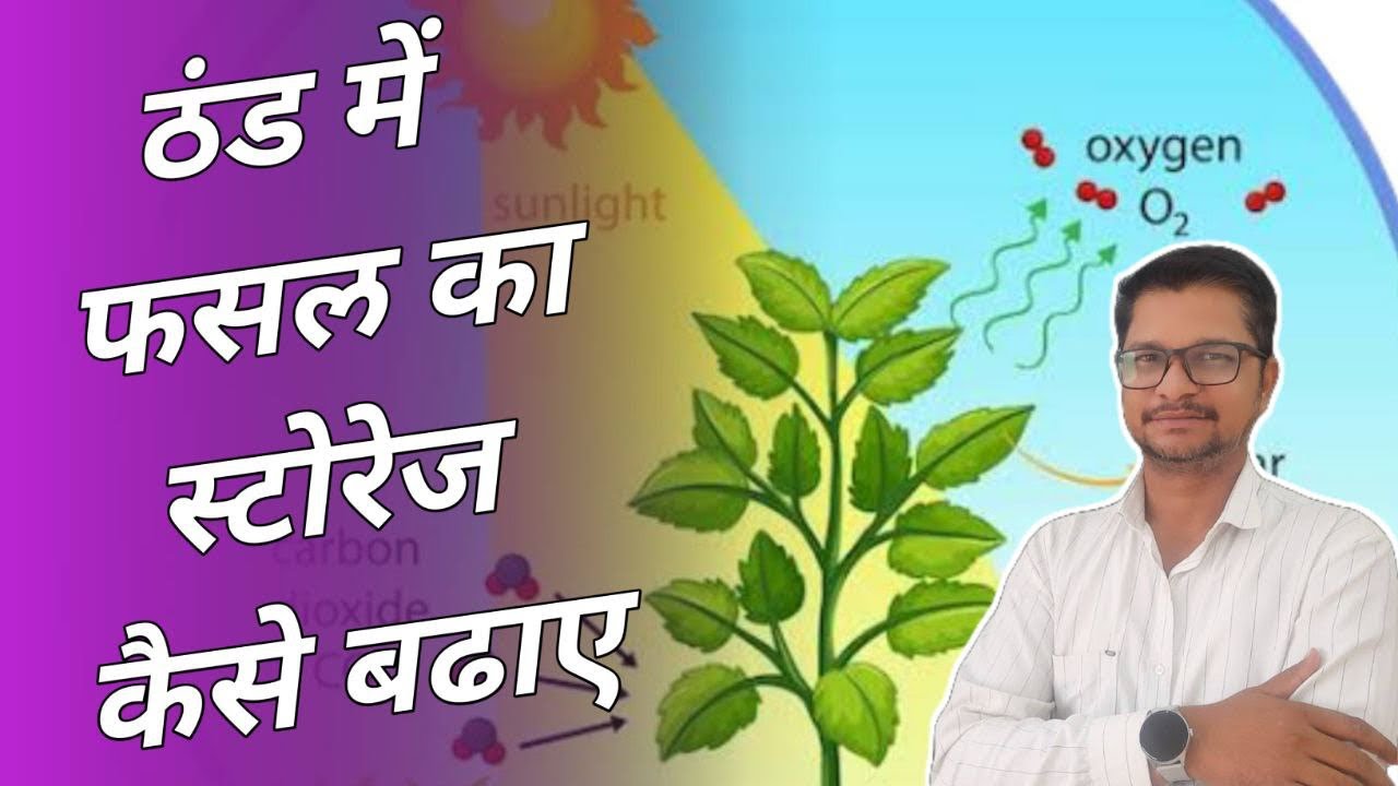 ठंड में फसल का स्टोरेज कैसे बढाए । plant storage