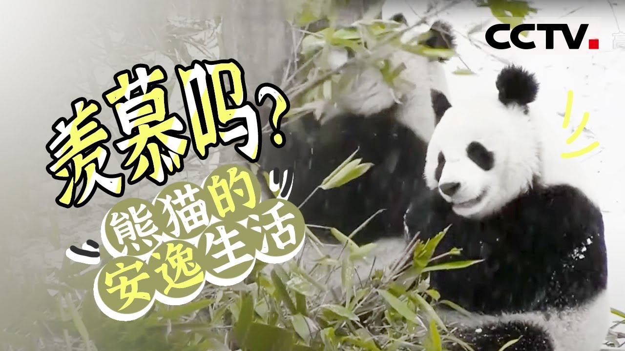 丫丫回国！大熊猫在中国的生活是怎样的？一起来“撸”大熊猫呀！【CCTV纪录】