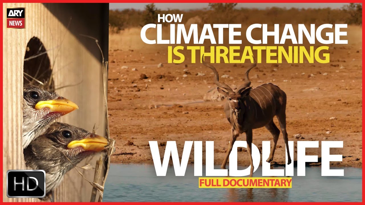 At the brink of extinction - How climate change is threatening wildlife ...