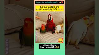 නළු ගිරව් 🤣 #shorts #djremix #sltrending #love #bird #viralvideo #pets #funny