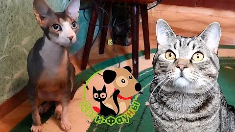 Сфинкс. Чем болеют лысые кошки?