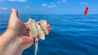 We Dropped SQUID on THESE Reefs and Caught One of the BEST TASTING Fish in the Gulf of Mexico!!