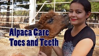 Alpaca Care: Toes and Teeth