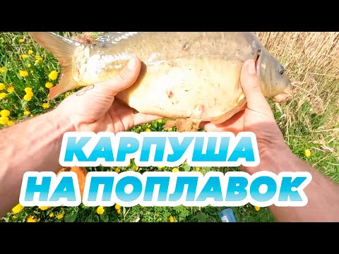 Огромный Карп на