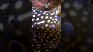 Turkey moray eel - AMAZING FACTS #shorts 😱😍💙