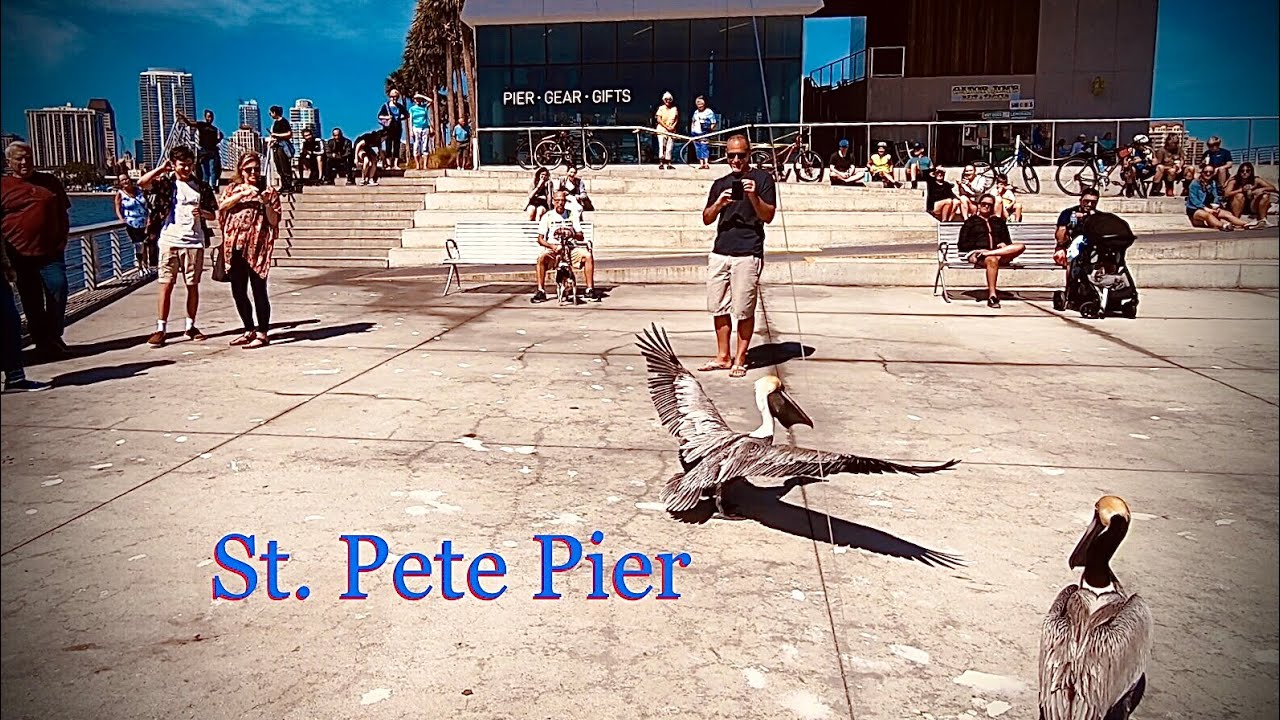 WHAT is BITING here at St. Pete Pier during Spring Break 🌴