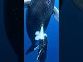 Paus Biru Menyusui Anaknya di Dalam Air Susunya Super Kental #PausBiru #HewanLaut #FaktaUnik #shorts