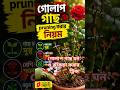 🌹গোলাপ গাছে বেশি ফুল পেতে সঠিক pruning করুন!সহজ নিয়মে গাছ হবে ফুলে ভরা🔥#Shorts#Gardening #RosePlant