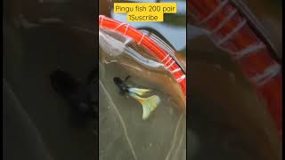 Yellow Pingu Fish